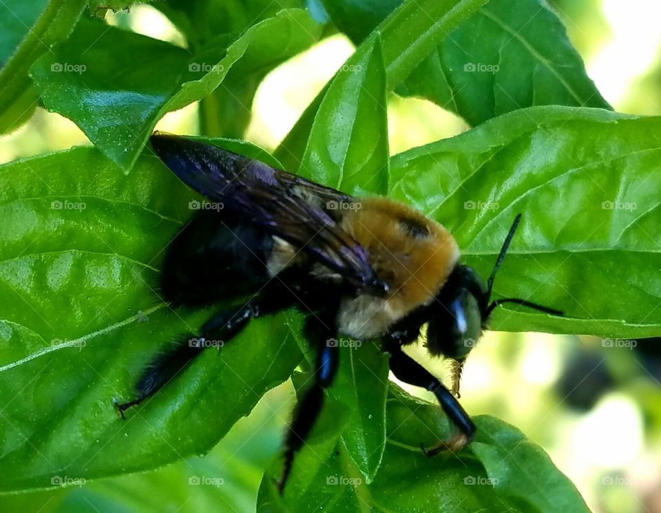 bee on basil