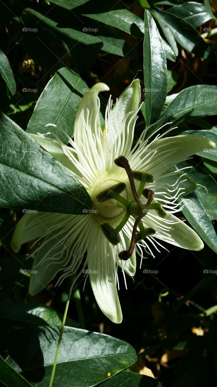 passiflora