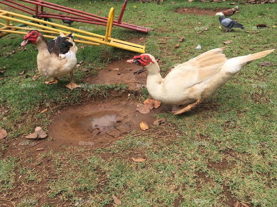 Patos - Um dia gostoso no Parque Botânico - tudo em família e com muito verde. Assim vale a pena ser feliz!