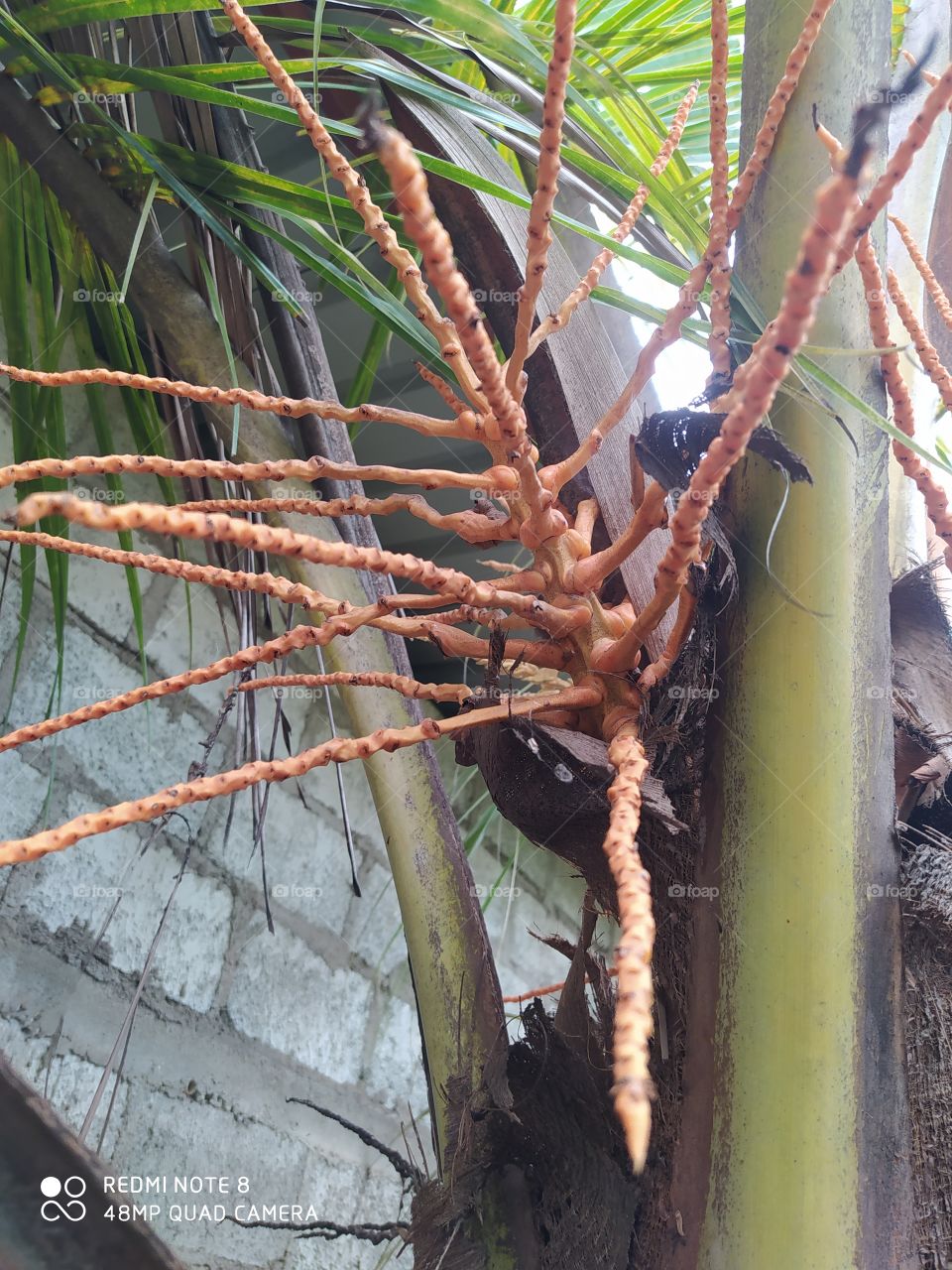 coconut tree