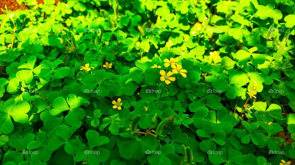 Common yellow wood sorrel (Oxalidacea) known as wild plant can live under the tree or shady area.