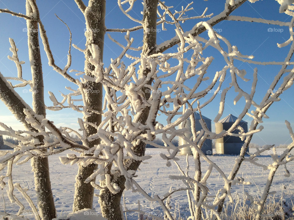 Winter frost 