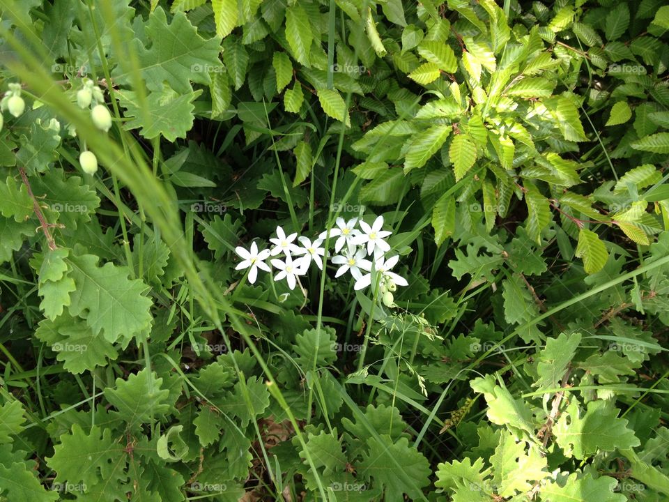 Wild White Flowers