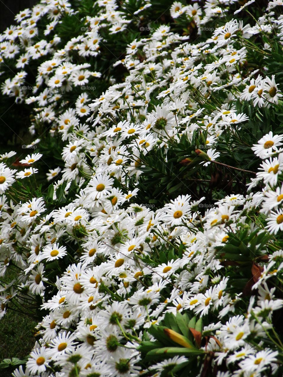 fields of flowers