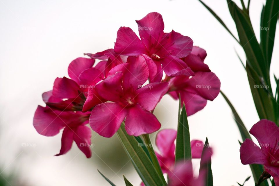 Close-up of pink flowers
