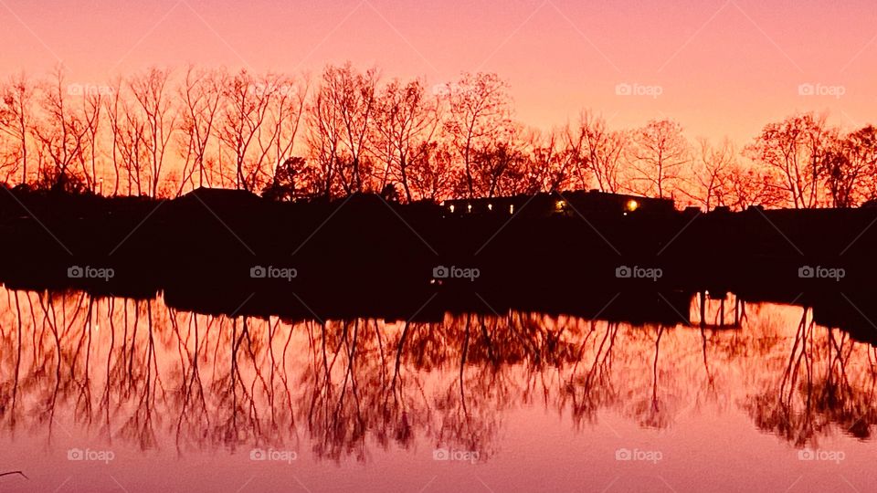 After Sunset, During Twilight Readying for Night. Backlit in Full Bloom Trees Glowing with  Colors from Twilight. 