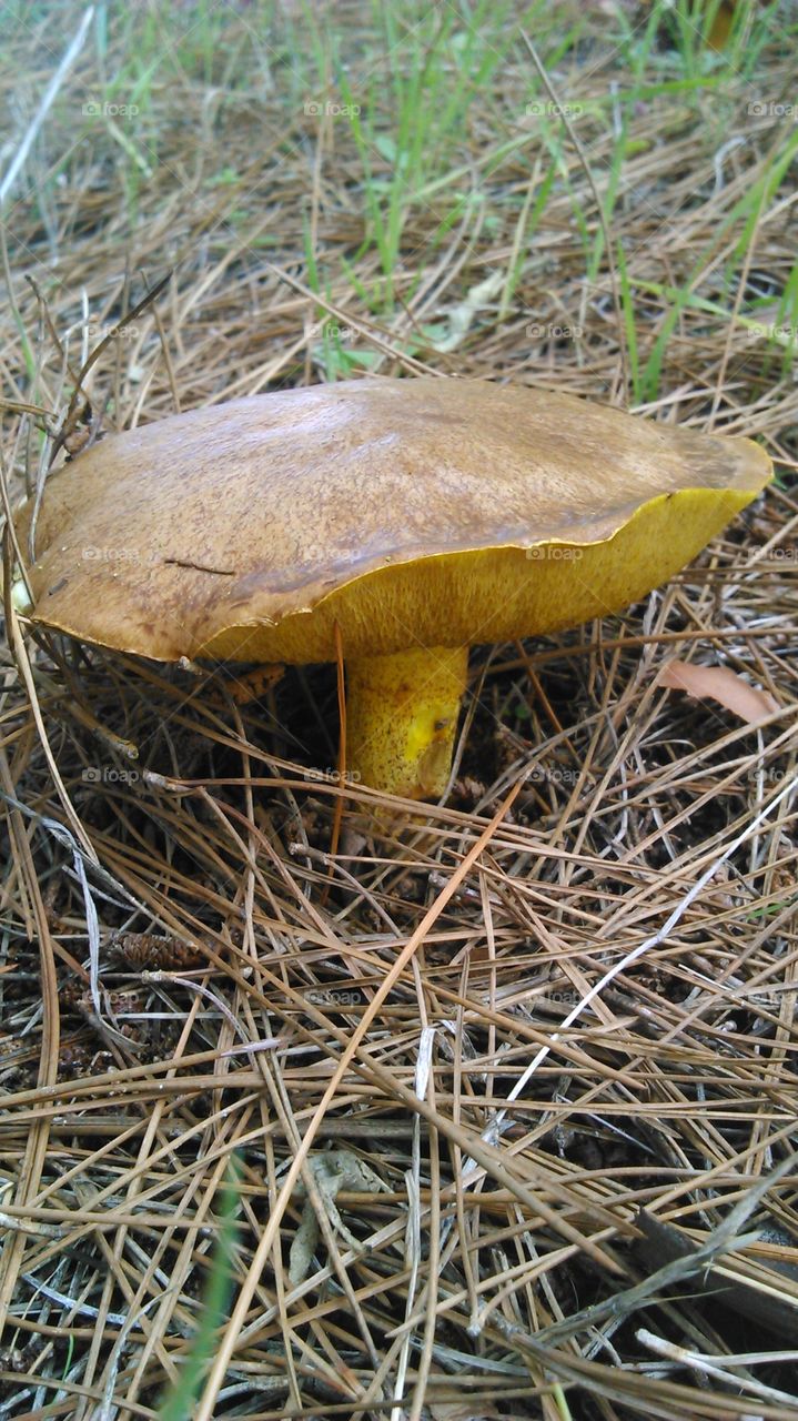 Mushroom revieled