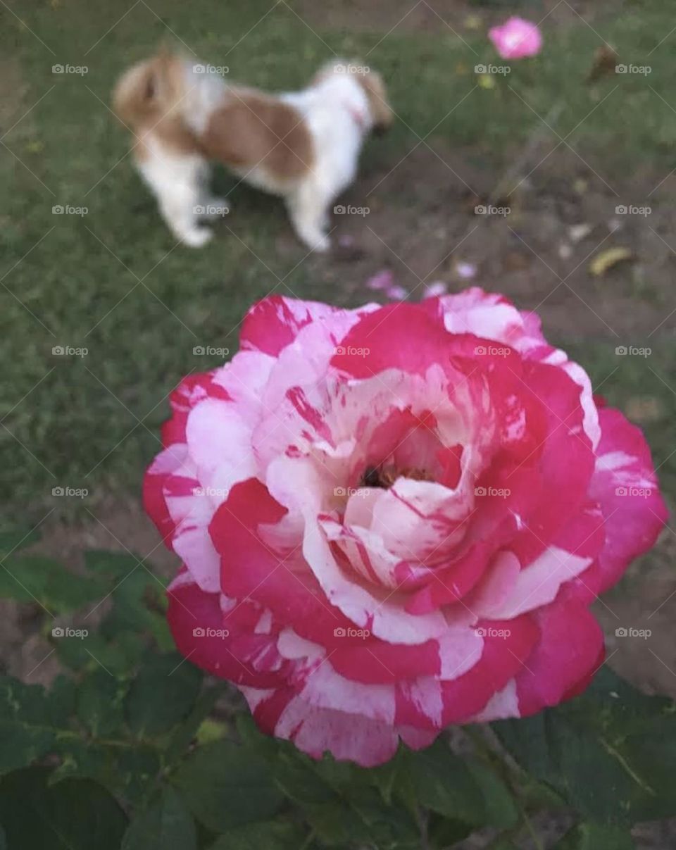 🌹 🇺🇸 Very beautiful flowers to brighten our day.  Live nature and its beauty. Did you like the delicate petals? / 🇧🇷 Flores muito bonitas para alegrar nosso dia. Viva a natureza e sua beleza. Gostaram das pétalas delicadas? 
