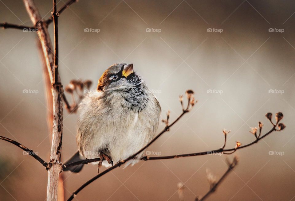 Winter. Forest. Birds. Sing. Cold.