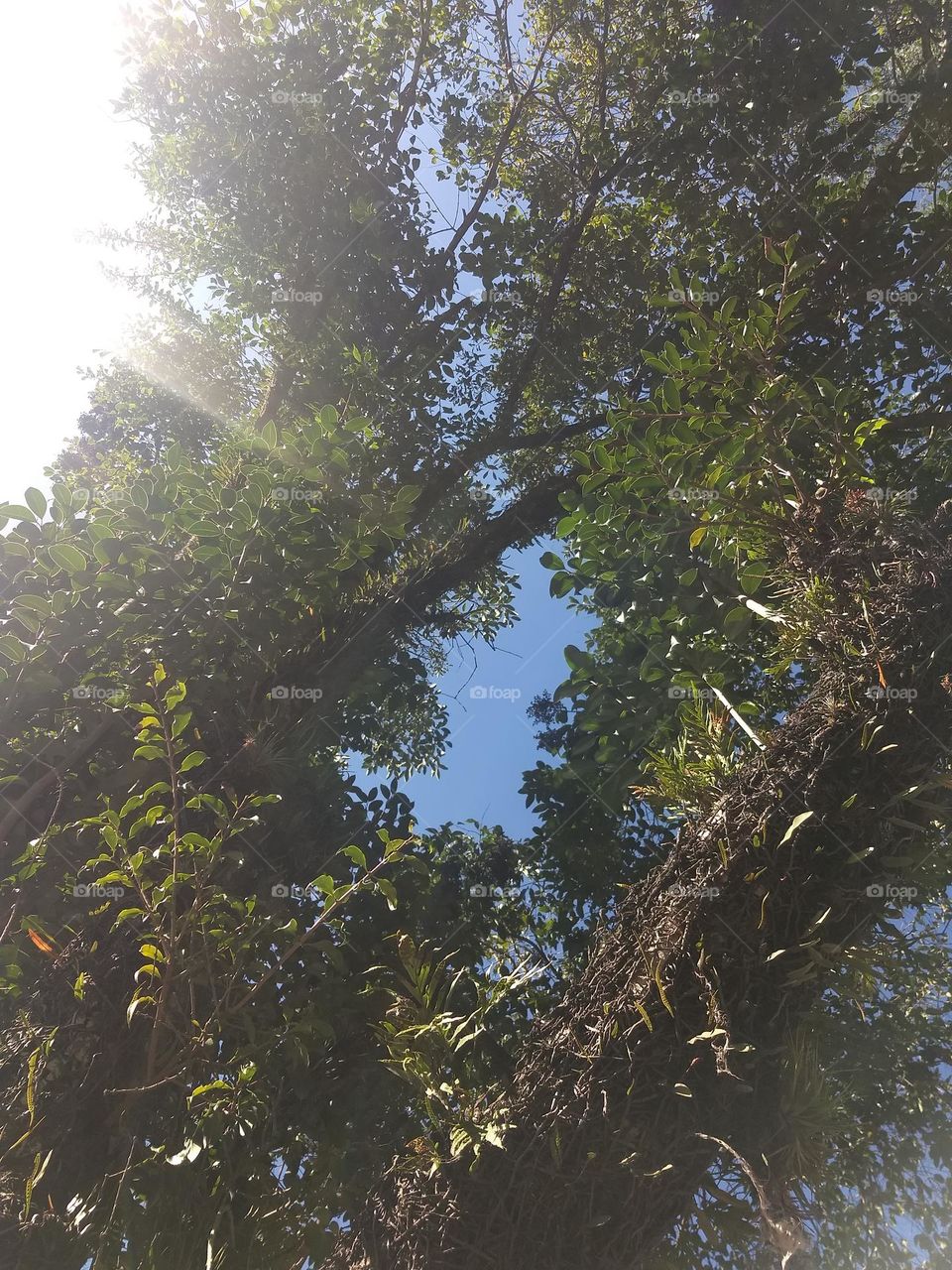 tree, raylight and blue sky