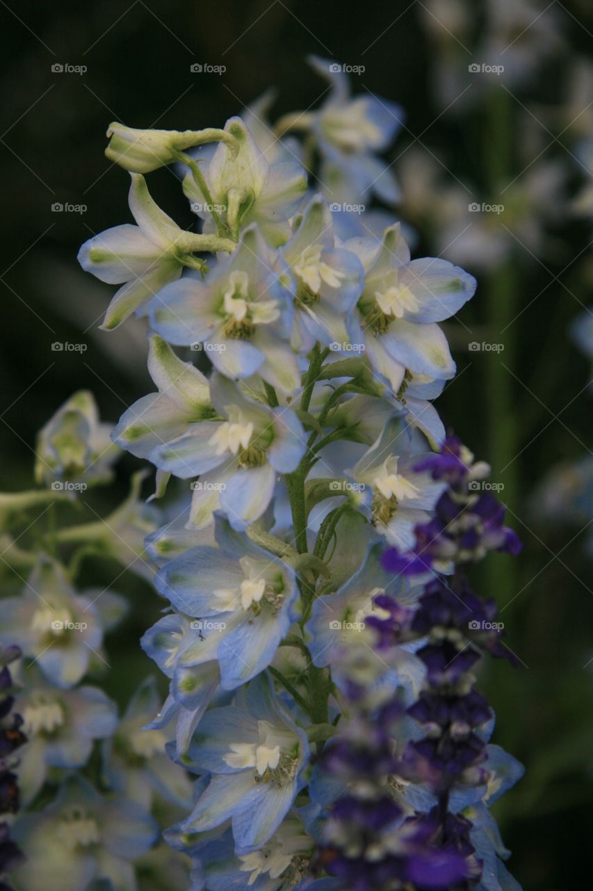 Flowers, Detail, cluster 