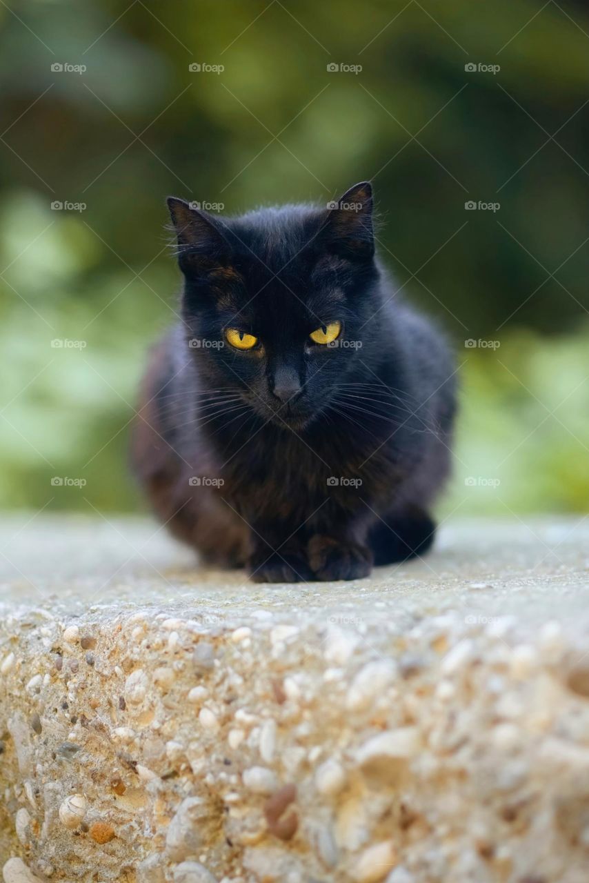Portrait of a beautiful black cat with yellow eyes sitting on the ground