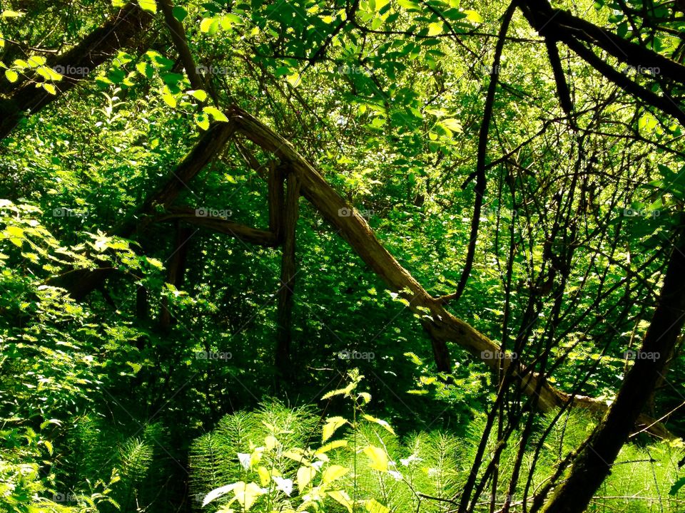 Tree Puzzle. Trees forming an odd shape