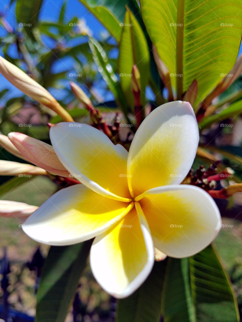 Tropical Flower