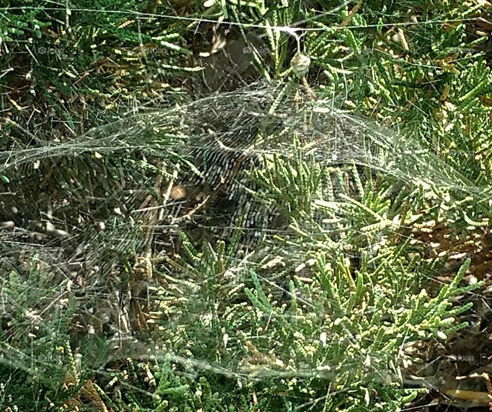 spider web