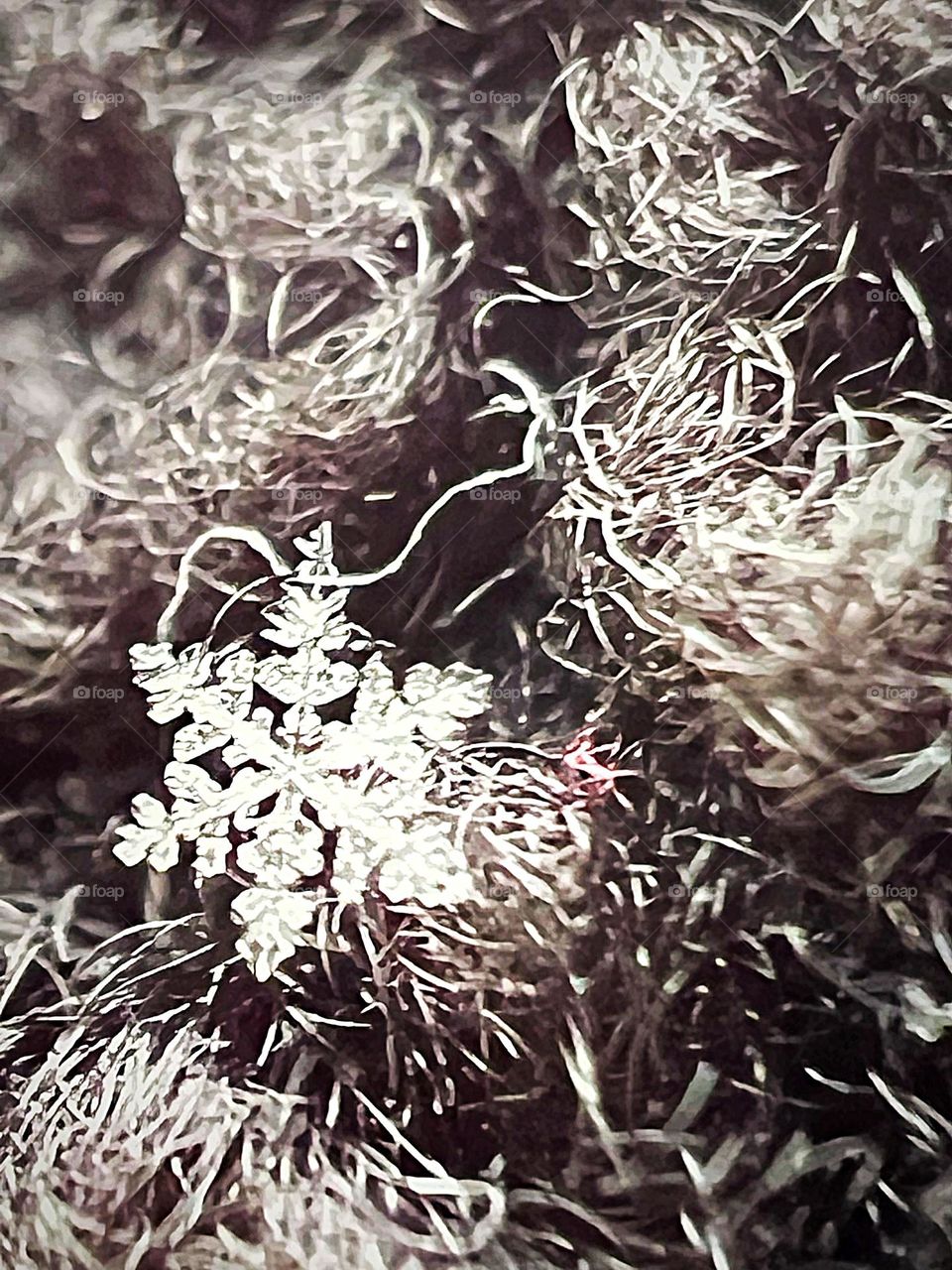 Real Snowflake on jacket