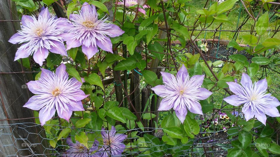 spring. flowers. beauty