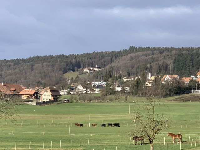 Swiss 