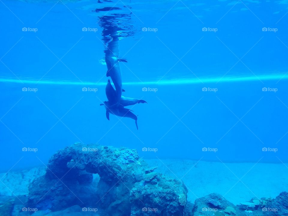 Underwater, Water Sports, Water, Swimming, No Person