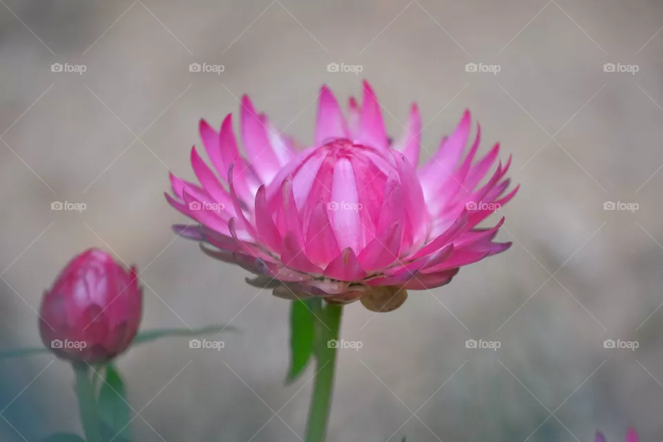 pink flowers
