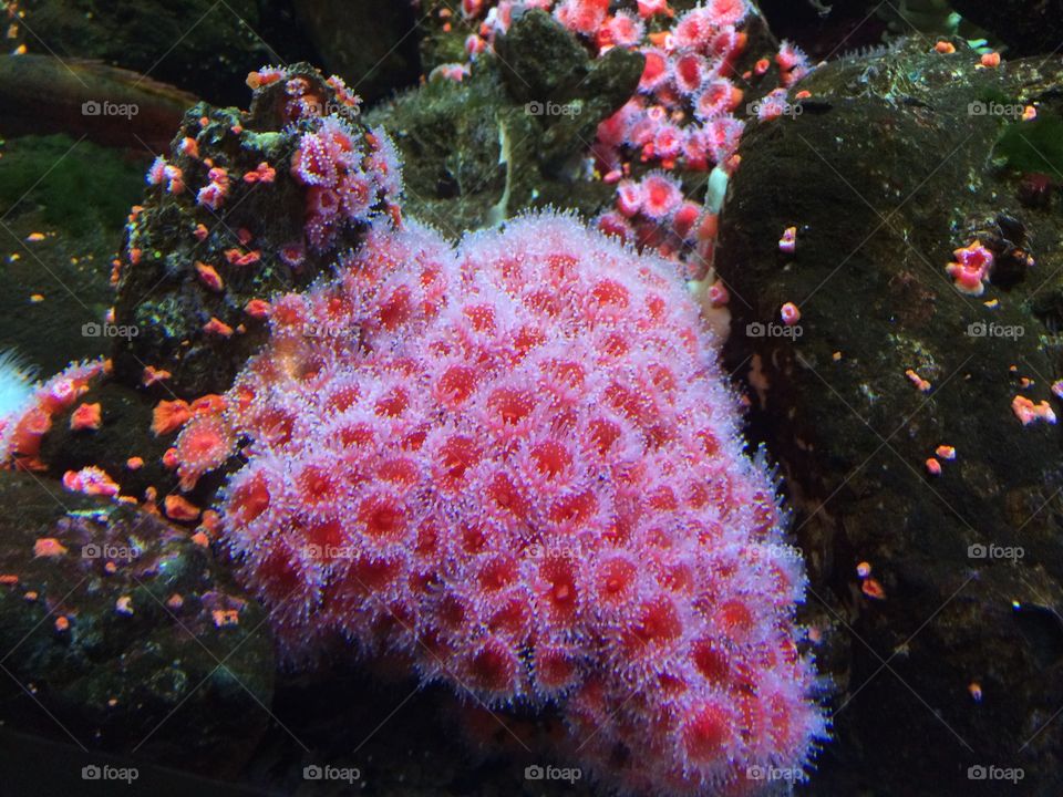 #anemone #strawberryanemone #saltwater #reef #reefporn #pink