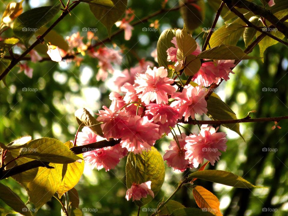 wild cherry tree blossom