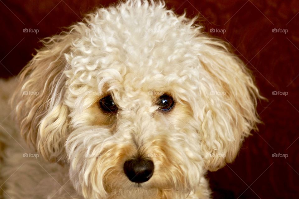 portrait of a light poodle