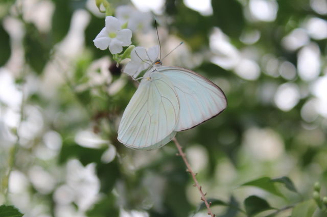 White Butterfly