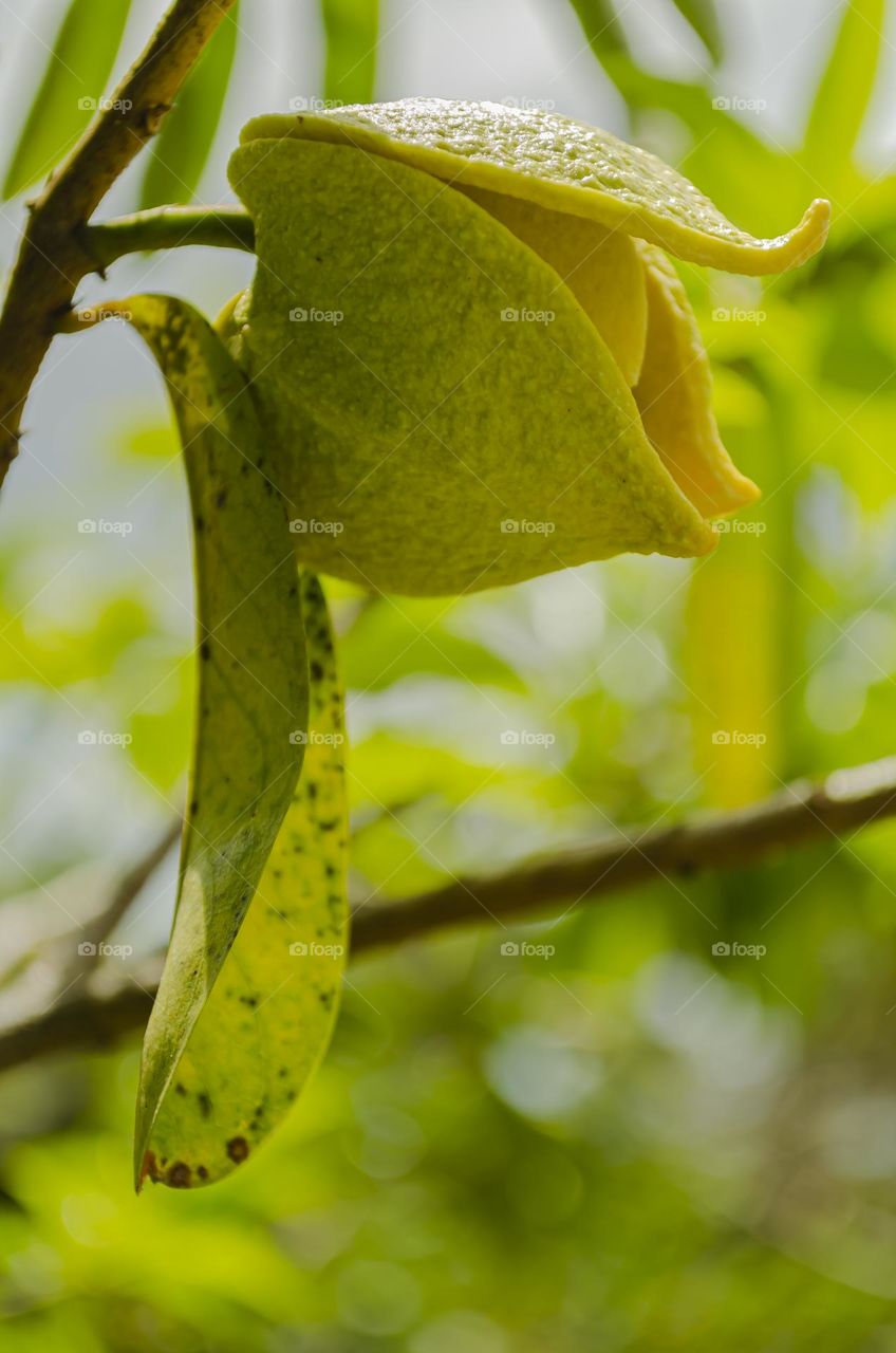 Soursop Blossom And Leaf