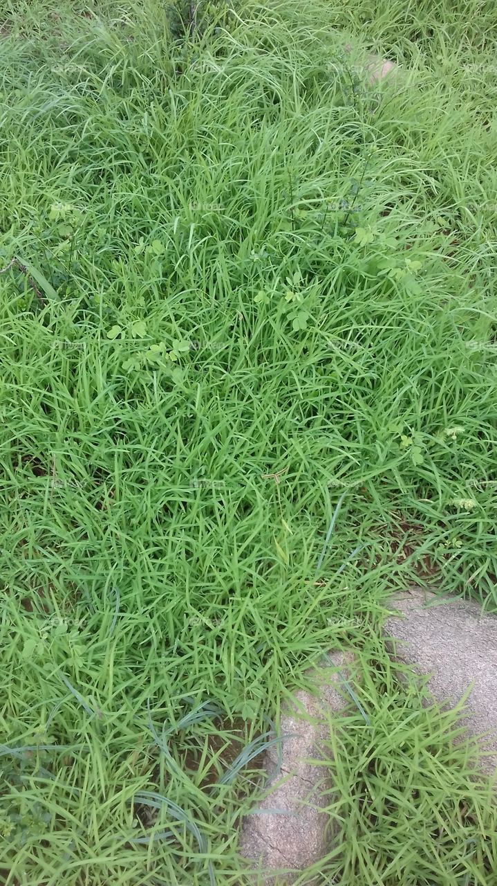 grass