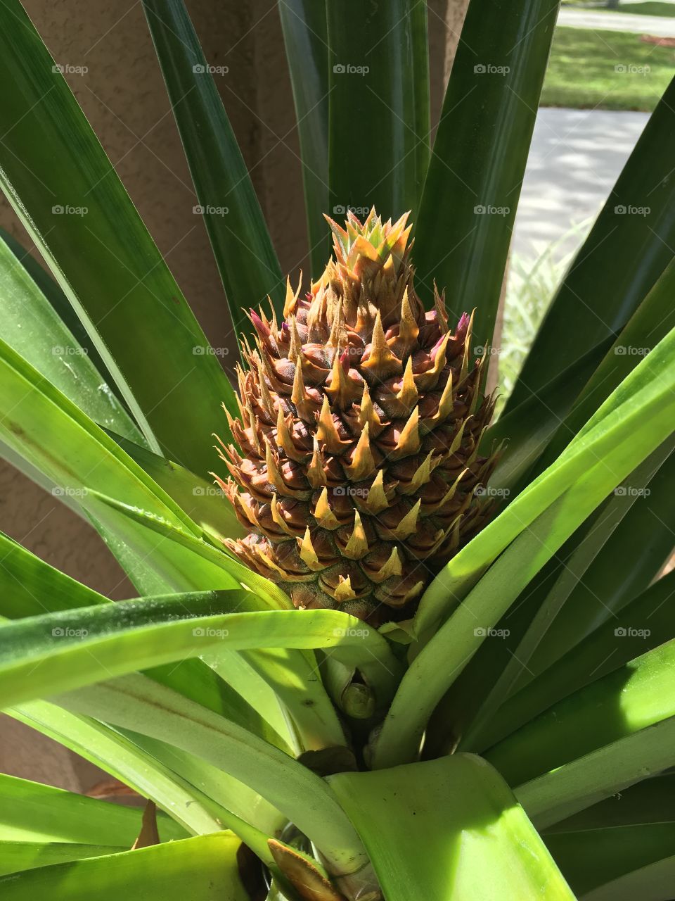 Close-up of a pineapple bud