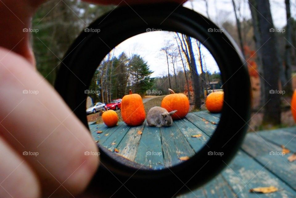 Experimenting with a new lens! 