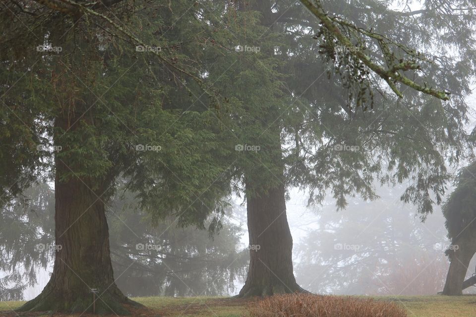 foggy forest