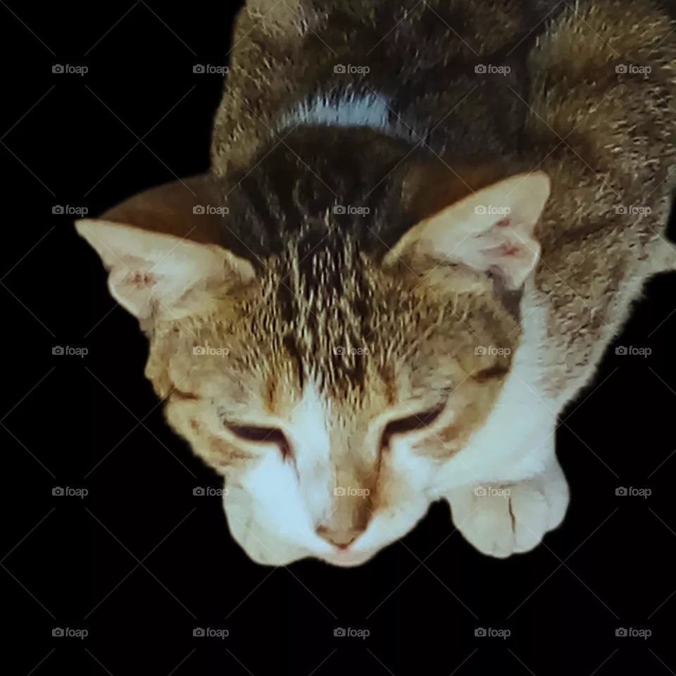 cat& black