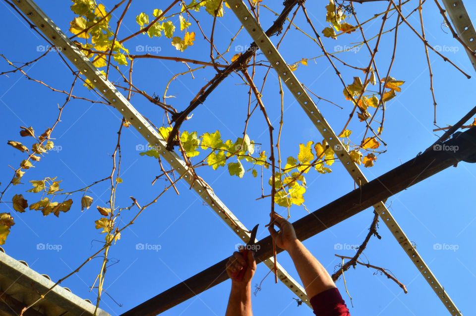hand pruning grape dose after grape harvest blue sky pruner