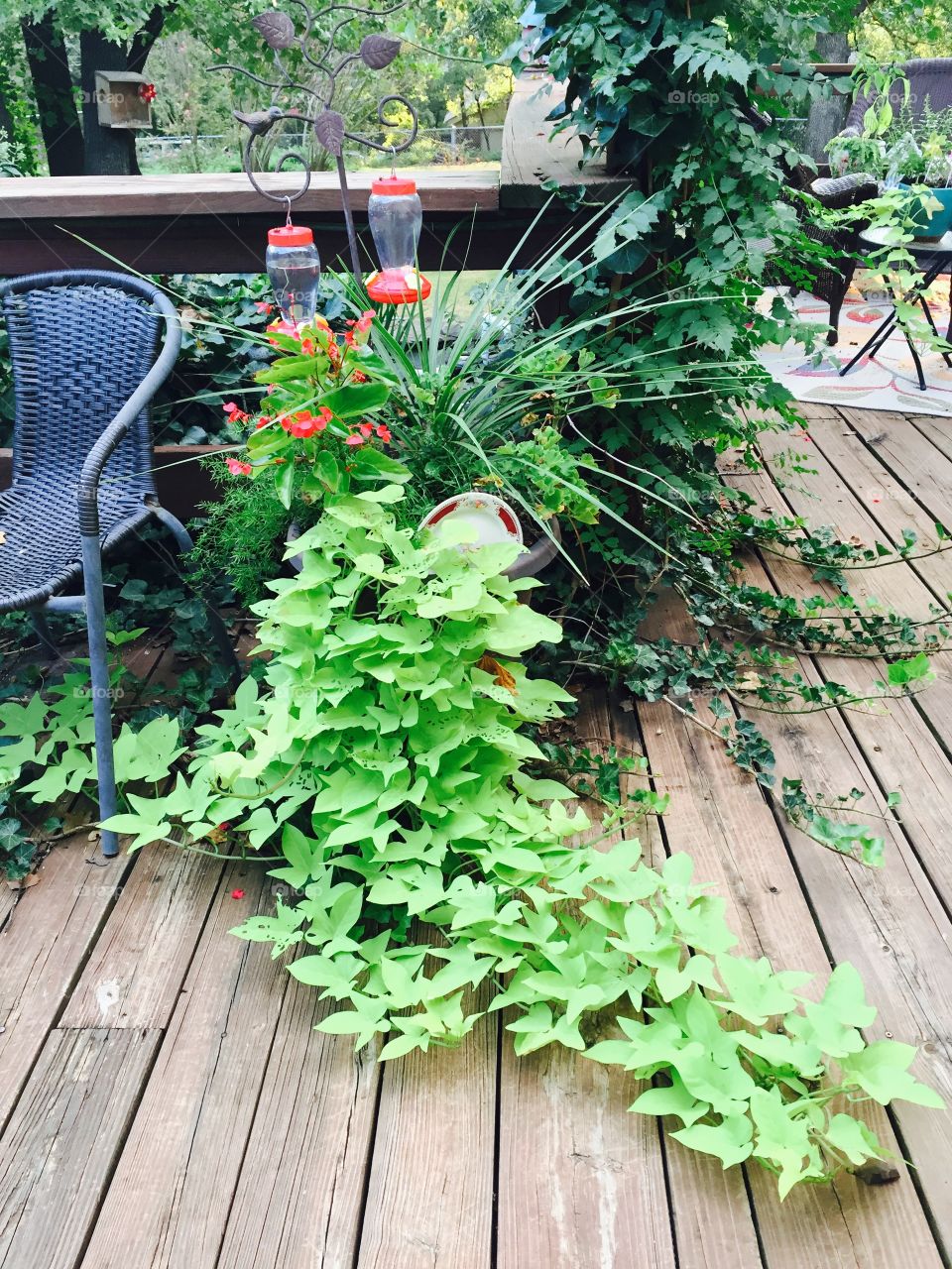 Sweet Potato Vine