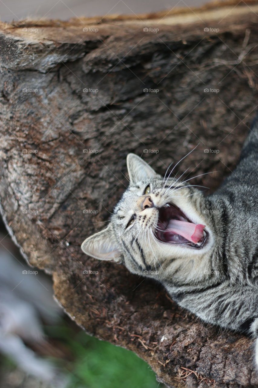 Animal, Nature, Cat, Wildlife, Mammal