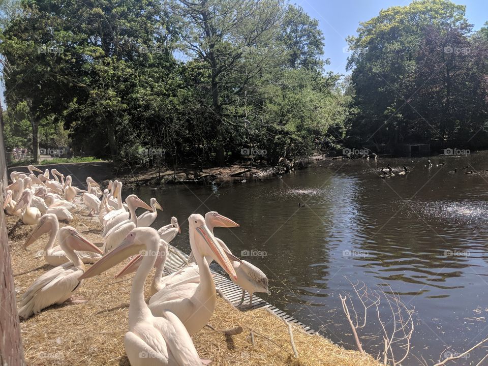 pelicans, Artis zoo, Amsterdam, Holland, netherlands