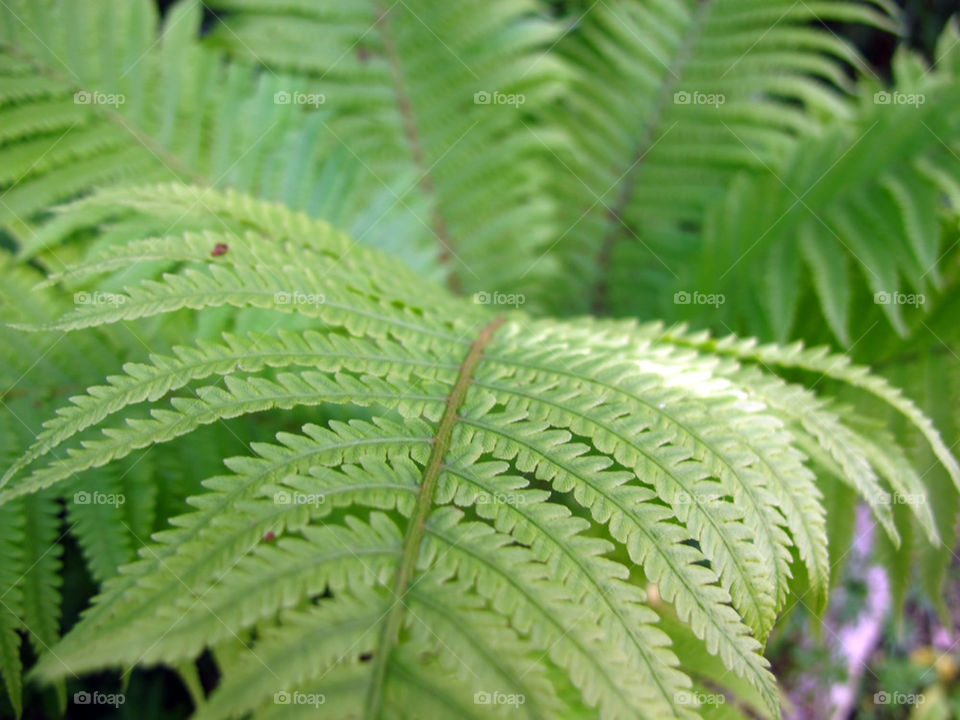 Ferns