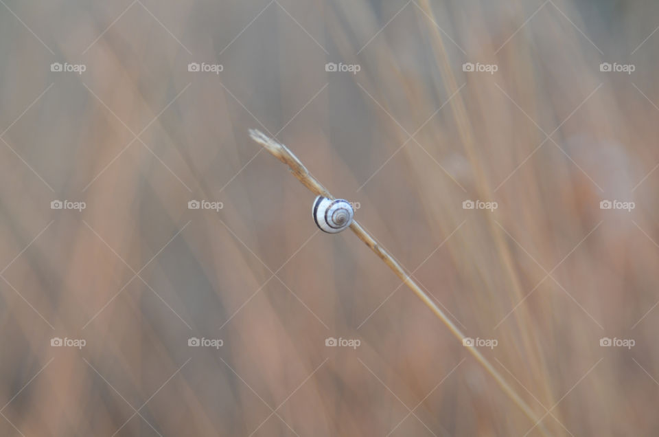 grasses snails by shanitamari