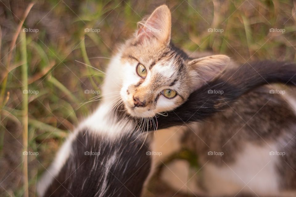 Tabby and White Longhair Cat Kitten Looking into Camera 