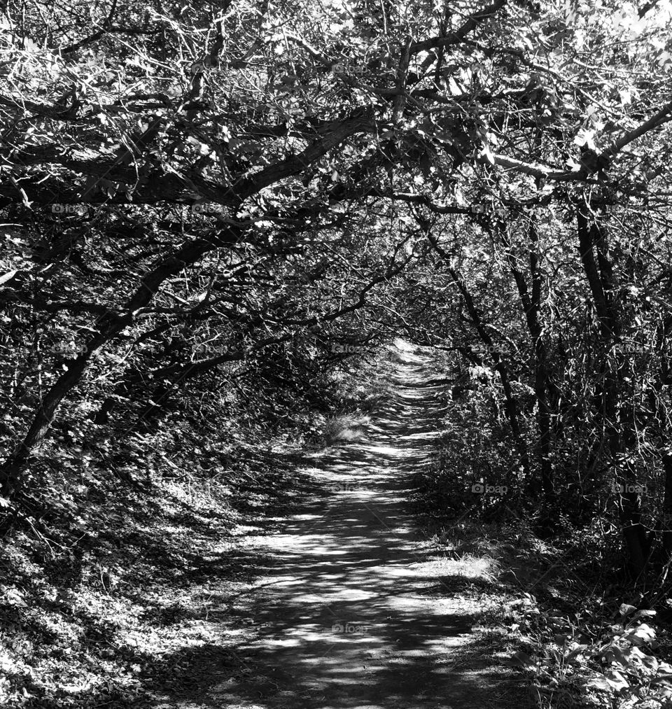 The only path. . Lost in the woods at City Creek  Salt Lake City. 