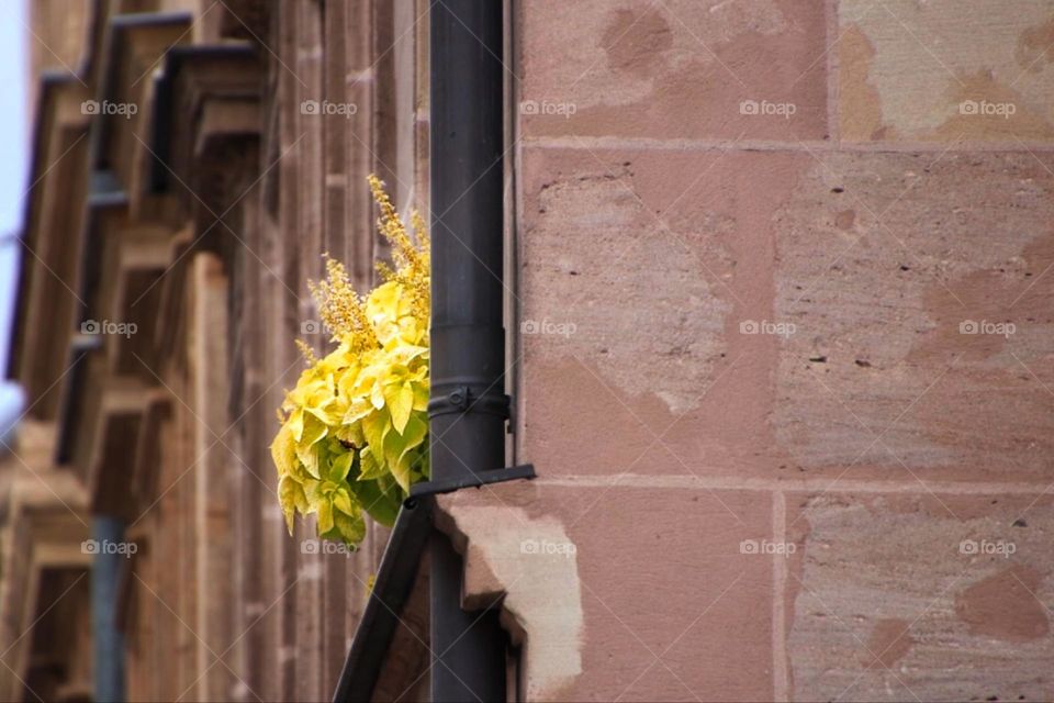 Close-up of a potted yellow plant on the windowsill of a sandstone in the city