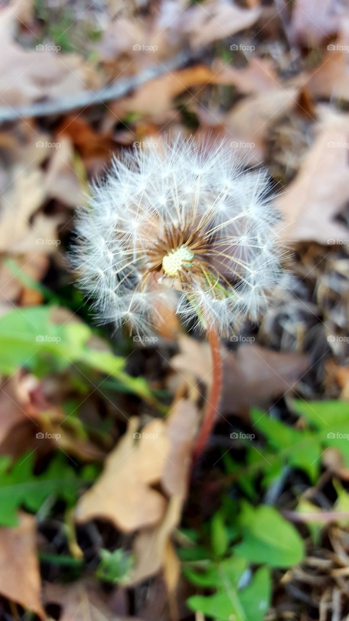 A close up of a single dandelion