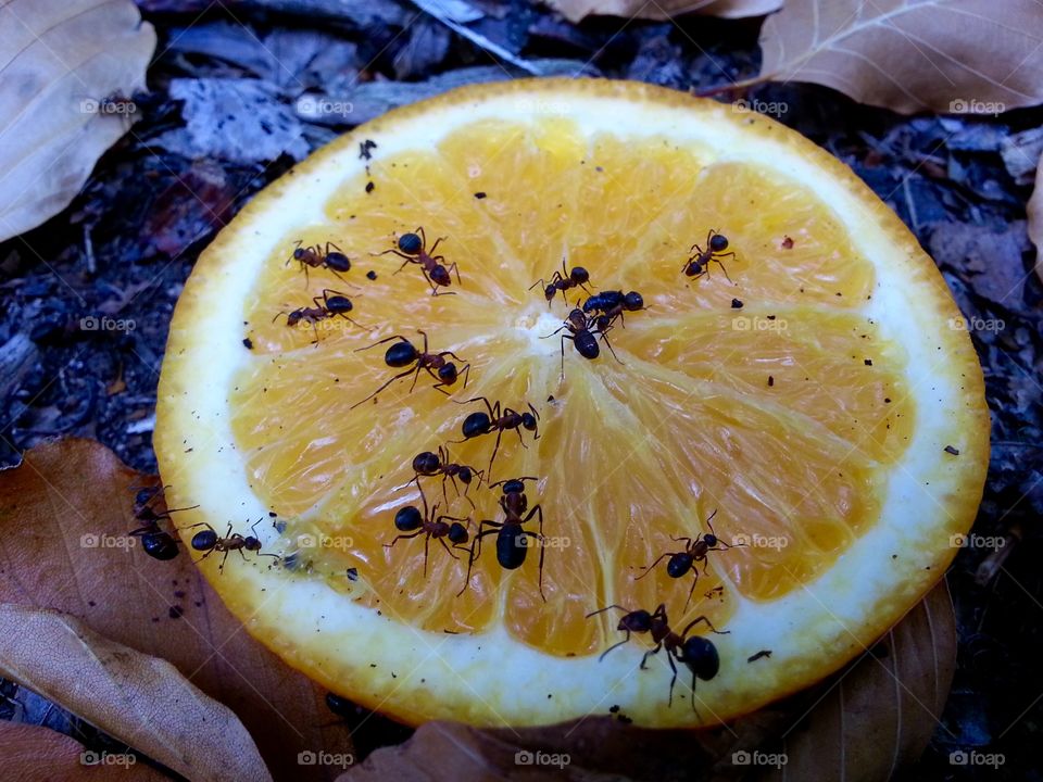 Ants on a sliced orange