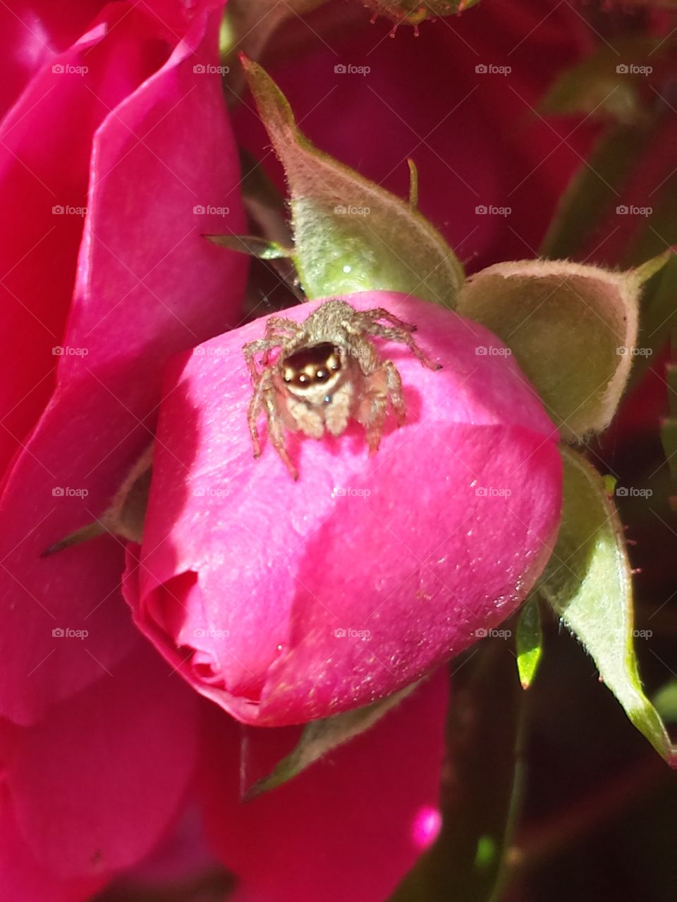 jumping spider