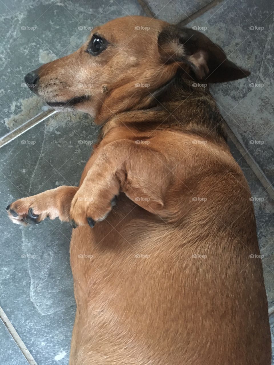 Esme the miniature dachshund dog laid on a tiled floor inside the house