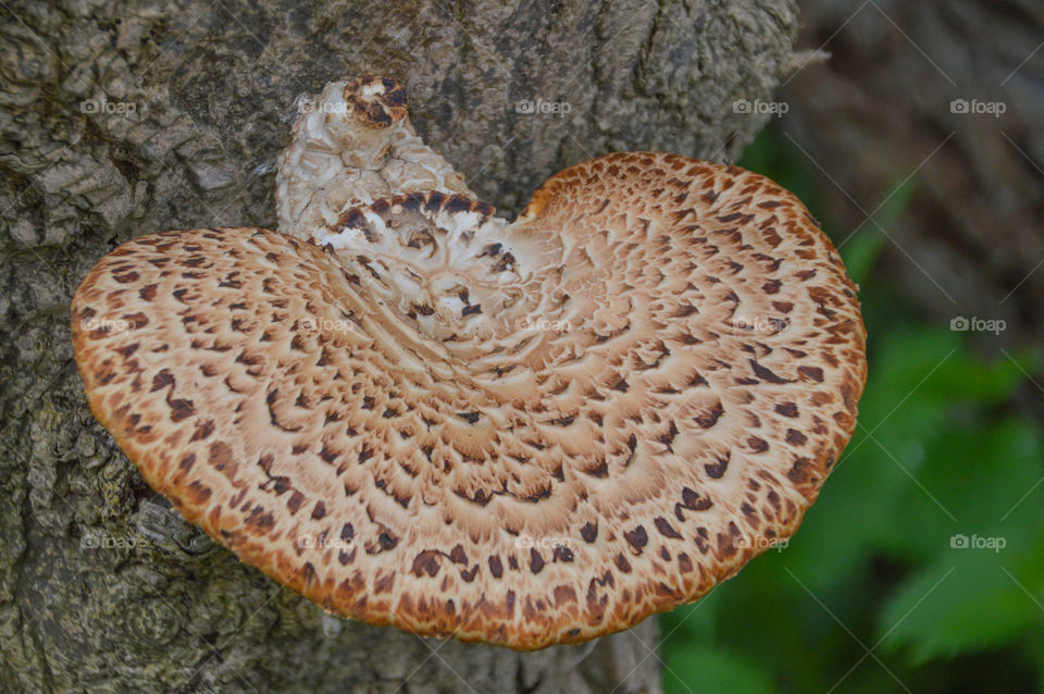 Mushroom Growing On A Tree
