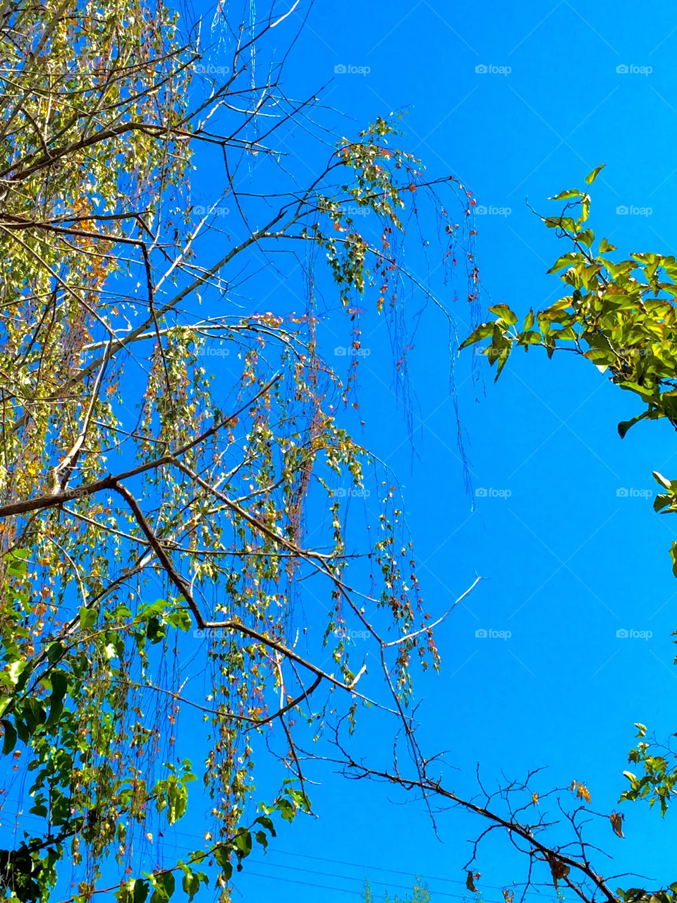 My trees