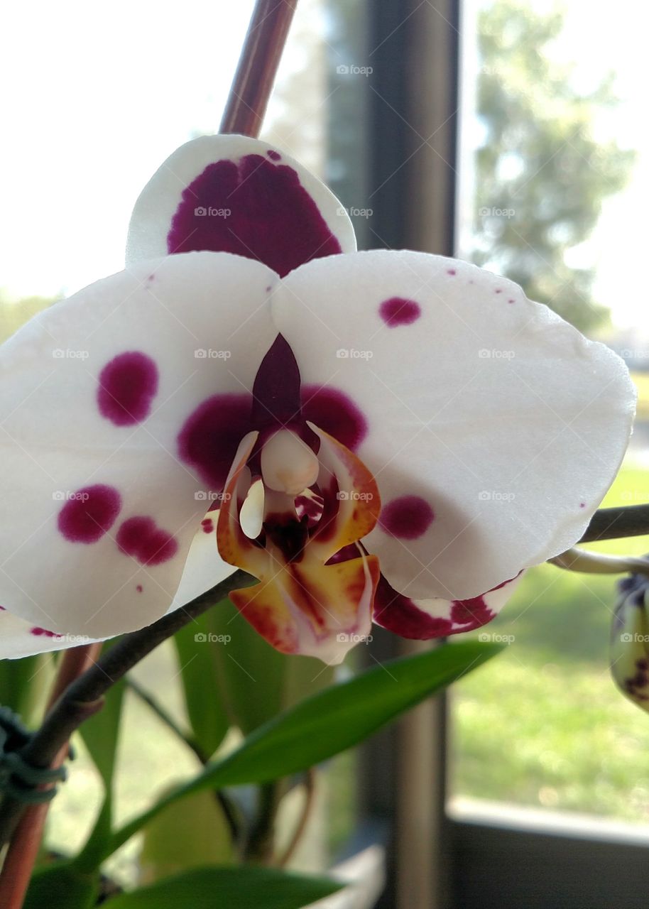 Fresh Orchid